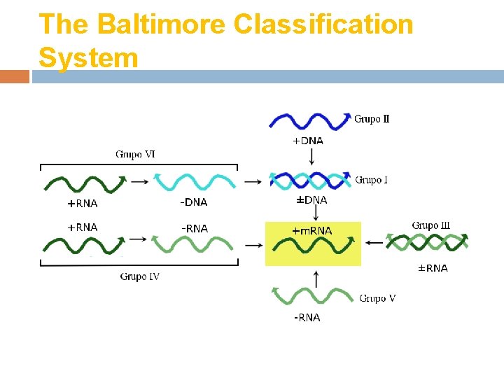 The Baltimore Classification System 