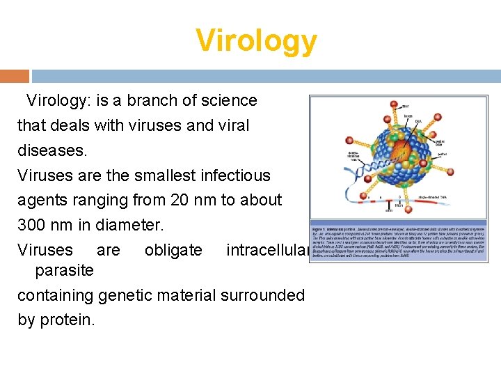 Virology: is a branch of science that deals with viruses and viral diseases. Viruses