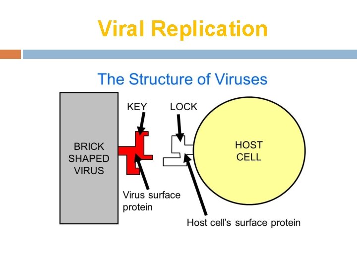 Viral Replication 