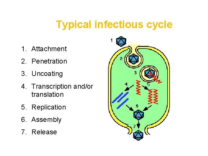 Typical infectious cycle 1. Attachment 2. Penetration 3. Uncoating 4. Transcription and/or translation 5.