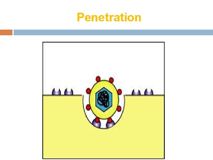 Penetration 