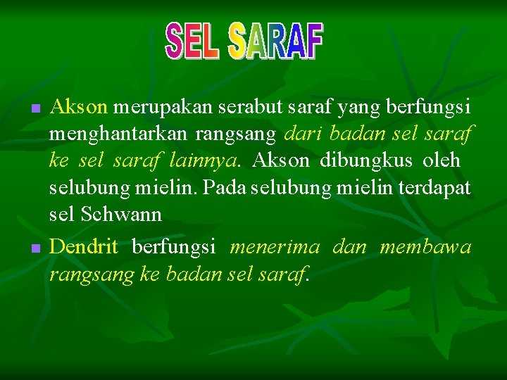 n n Akson merupakan serabut saraf yang berfungsi menghantarkan rangsang dari badan sel saraf