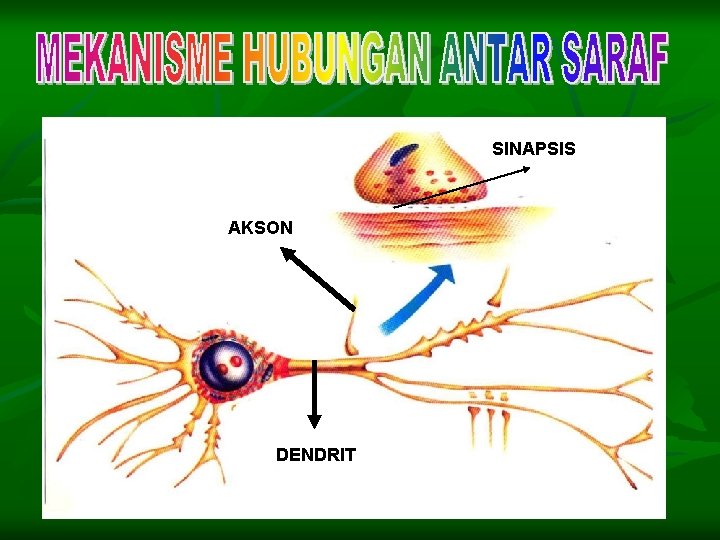 SINAPSIS AKSON DENDRIT 