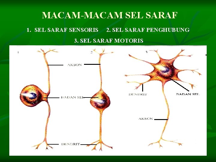 MACAM-MACAM SEL SARAF 1. SEL SARAF SENSORIS 2. SEL SARAF PENGHUBUNG 3. SEL SARAF