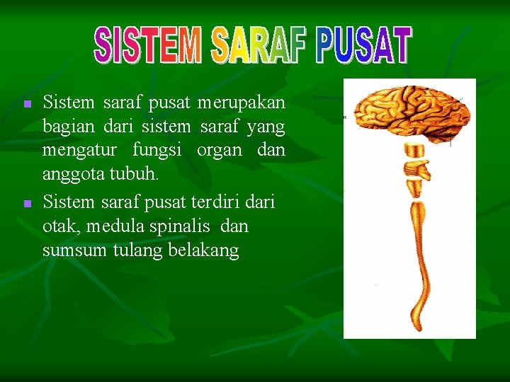 n n Sistem saraf pusat merupakan bagian dari sistem saraf yang mengatur fungsi organ