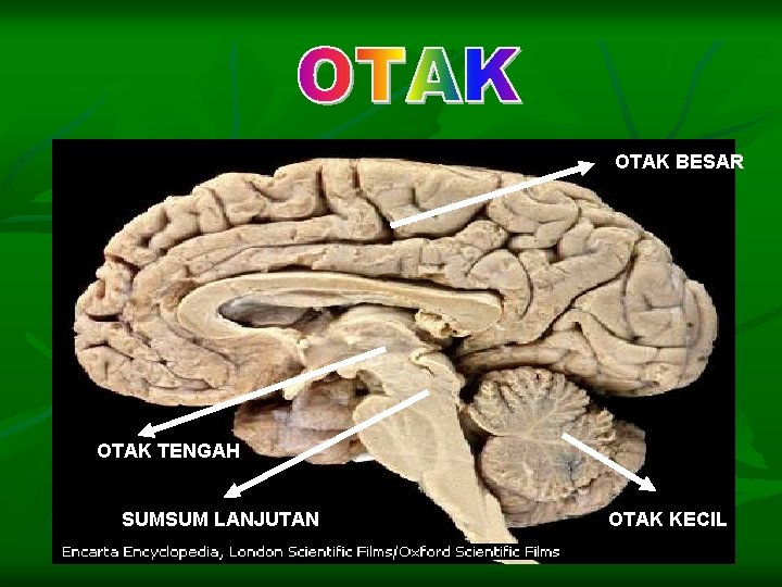 OTAK BESAR OTAK TENGAH SUMSUM LANJUTAN OTAK KECIL 