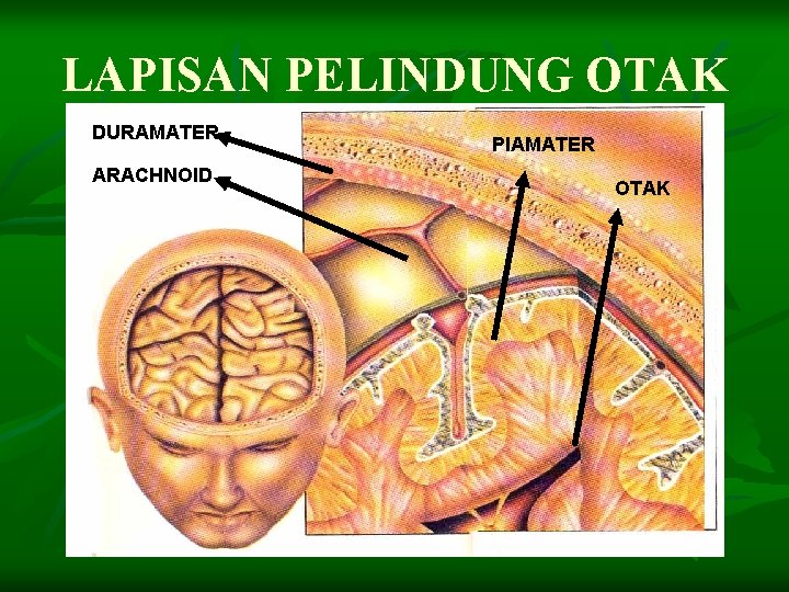 LAPISAN PELINDUNG OTAK DURAMATER ARACHNOID PIAMATER OTAK 