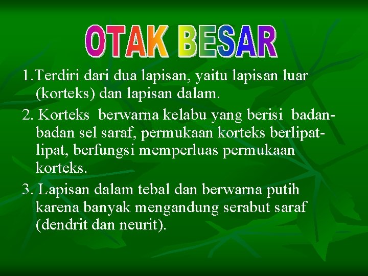 1. Terdiri dari dua lapisan, yaitu lapisan luar (korteks) dan lapisan dalam. 2. Korteks