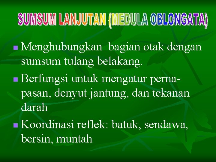 Menghubungkan bagian otak dengan sumsum tulang belakang. n Berfungsi untuk mengatur pernapasan, denyut jantung,