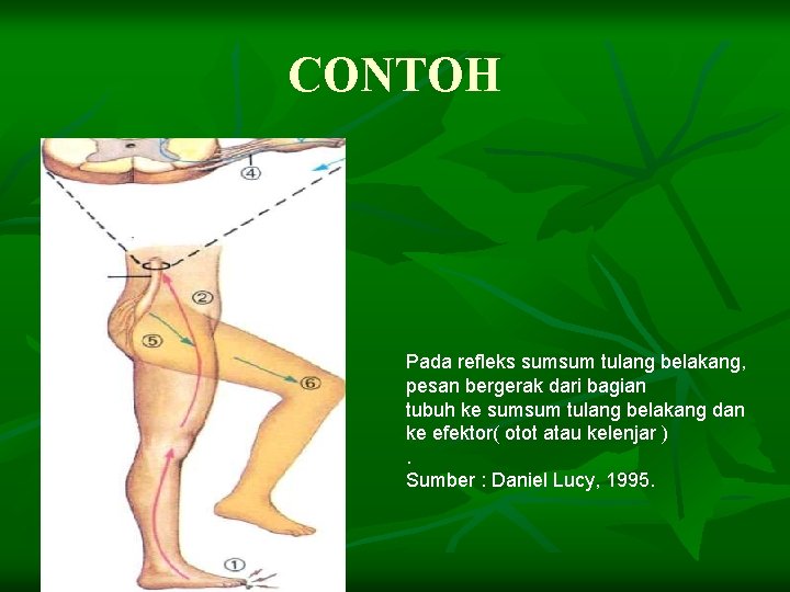 CONTOH Pada refleks sumsum tulang belakang, pesan bergerak dari bagian tubuh ke sumsum tulang