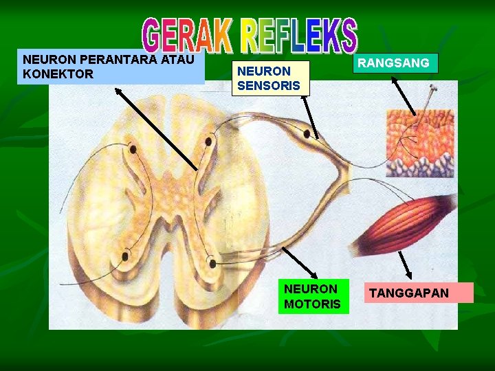 NEURON PERANTARA ATAU KONEKTOR NEURON SENSORIS NEURON MOTORIS RANGSANG TANGGAPAN 