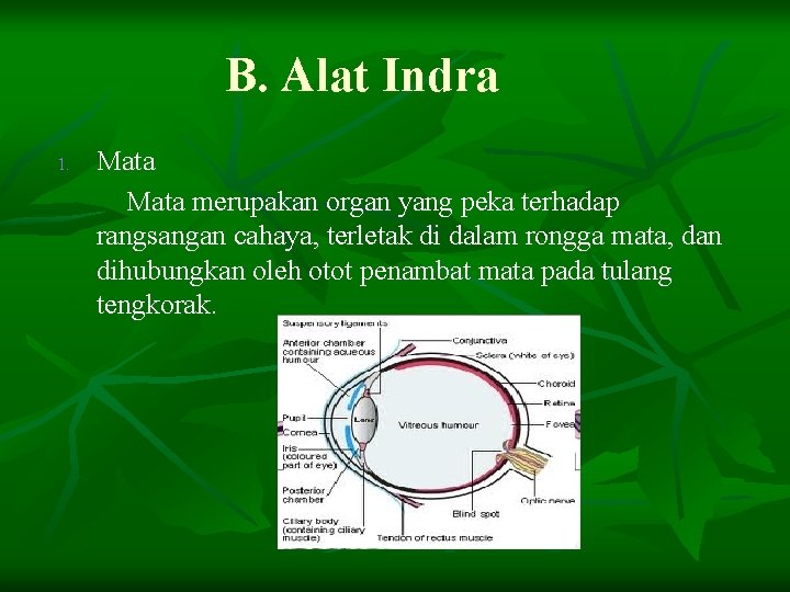 B. Alat Indra 1. Mata merupakan organ yang peka terhadap rangsangan cahaya, terletak di