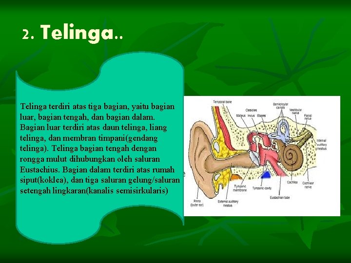 2. Telinga. . Telinga terdiri atas tiga bagian, yaitu bagian luar, bagian tengah, dan