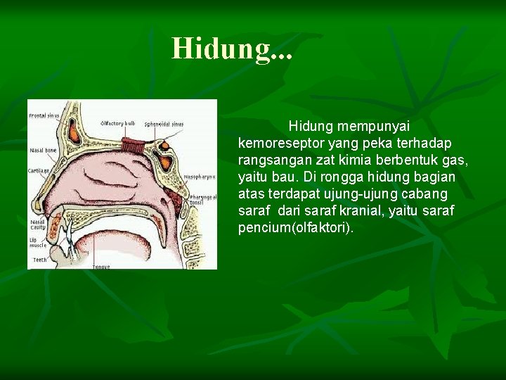 Hidung. . . Hidung mempunyai kemoreseptor yang peka terhadap rangsangan zat kimia berbentuk gas,