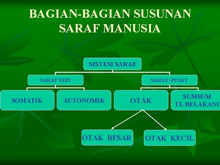 BAGIAN-BAGIAN SUSUNAN SARAF MANUSIA SISTEM SARAF TEPI SOMATIK SARAF /PUSAT AUTONOMIK OTAK BESAR SUMSUM