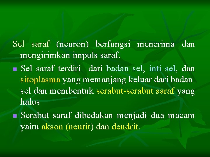 Sel saraf (neuron) berfungsi menerima dan mengirimkan impuls saraf. n Sel saraf terdiri dari