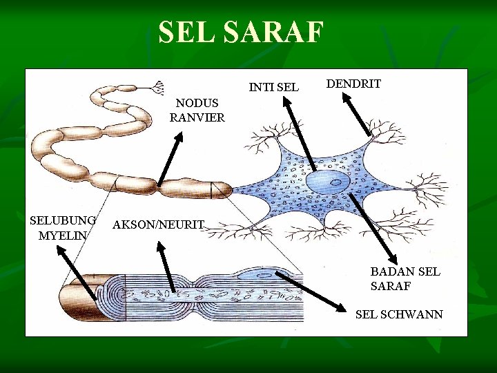 SEL SARAF INTI SEL DENDRIT NODUS RANVIER SELUBUNG MYELIN AKSON/NEURIT BADAN SEL SARAF SEL