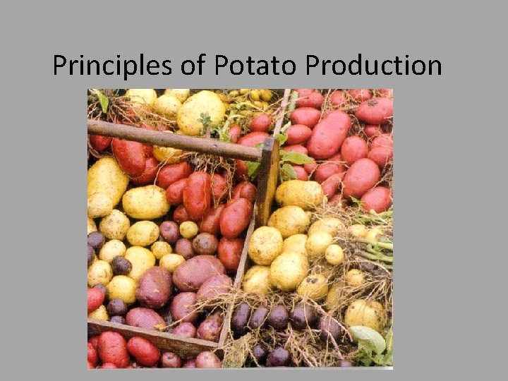 Principles of Potato Production 