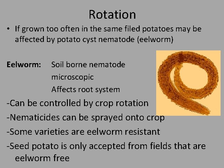 Rotation • If grown too often in the same filed potatoes may be affected