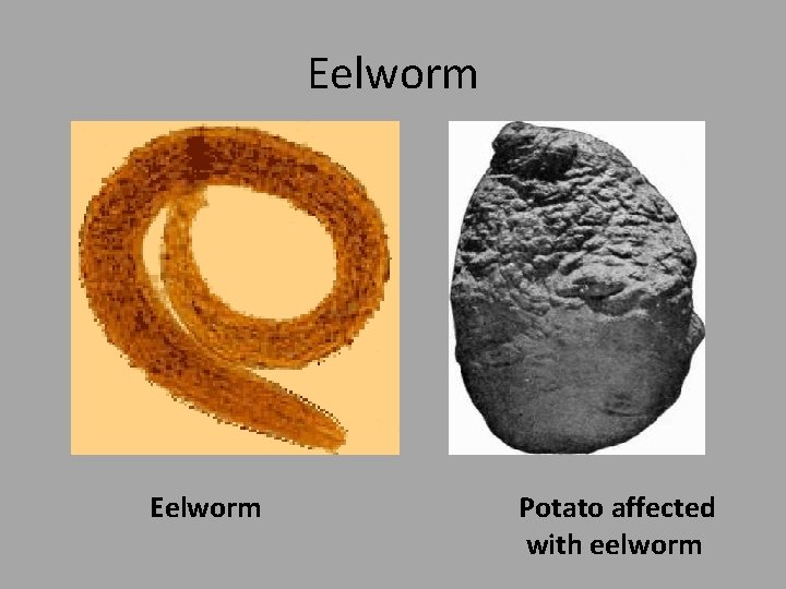Eelworm Potato affected with eelworm 