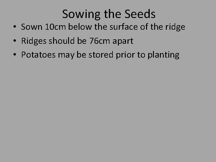 Sowing the Seeds • Sown 10 cm below the surface of the ridge •