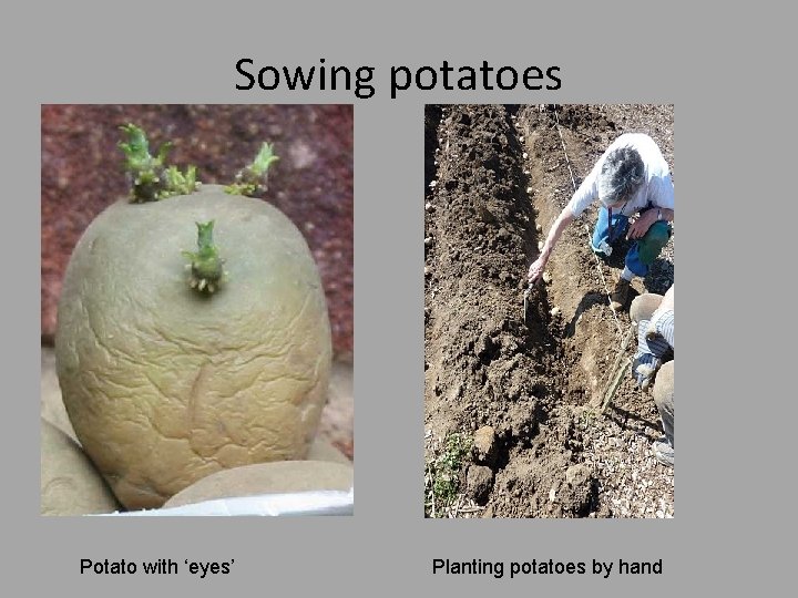 Sowing potatoes Potato with ‘eyes’ Planting potatoes by hand 