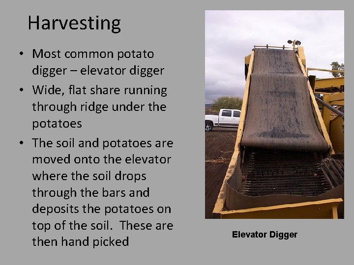 Harvesting • Most common potato digger – elevator digger • Wide, flat share running