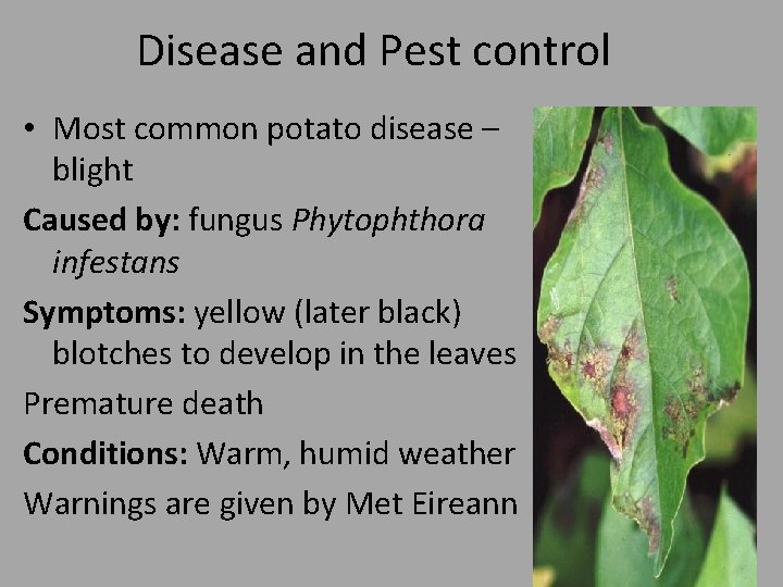 Disease and Pest control • Most common potato disease – blight Caused by: fungus