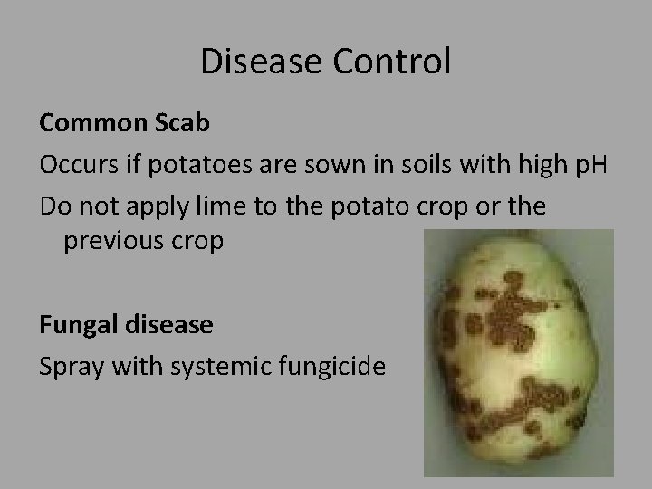 Disease Control Common Scab Occurs if potatoes are sown in soils with high p.