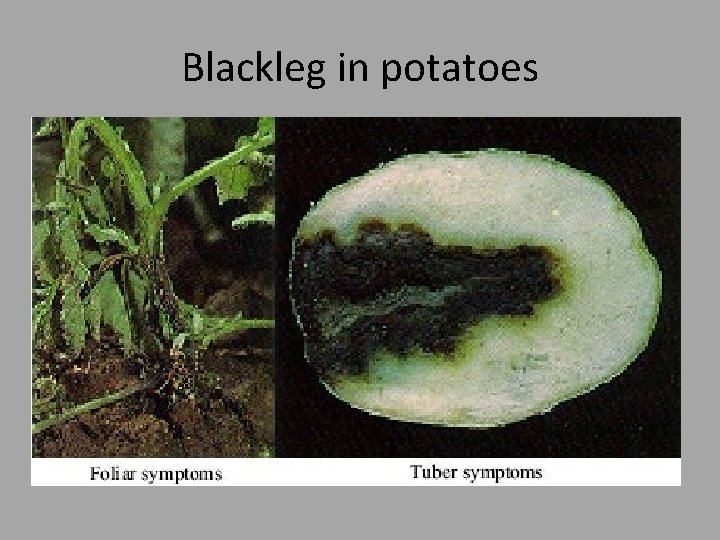 Blackleg in potatoes 