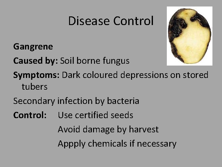 Disease Control Gangrene Caused by: Soil borne fungus Symptoms: Dark coloured depressions on stored