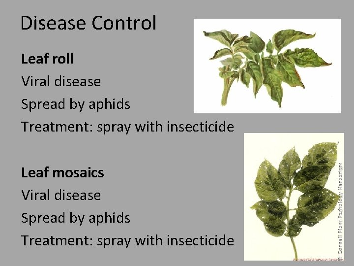 Disease Control Leaf roll Viral disease Spread by aphids Treatment: spray with insecticide Leaf