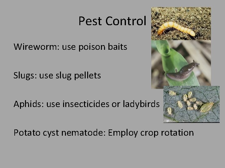 Pest Control Wireworm: use poison baits Slugs: use slug pellets Aphids: use insecticides or