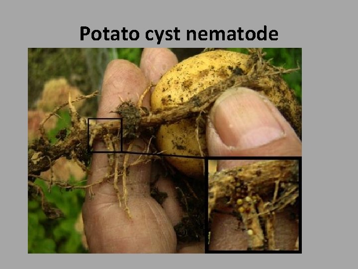Potato cyst nematode 