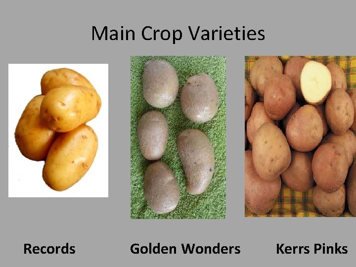 Main Crop Varieties Records Golden Wonders Kerrs Pinks 