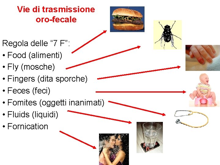 Vie di trasmissione oro-fecale Regola delle “ 7 F”: • Food (alimenti) • Fly