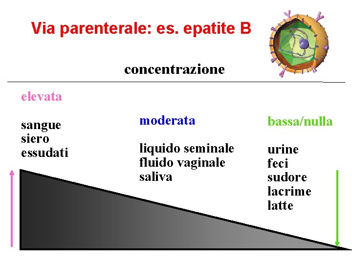 Via parenterale: es. epatite B concentrazione elevata sangue siero essudati moderata bassa/nulla liquido seminale