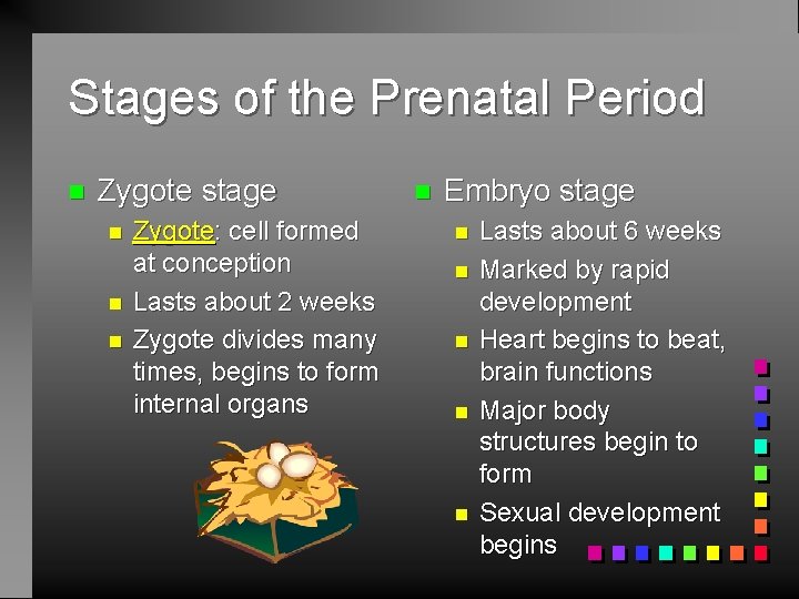 Stages of the Prenatal Period n Zygote stage n n n Zygote: cell formed