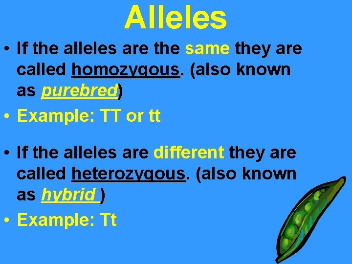 Alleles • If the alleles are the same they are called homozygous. (also known