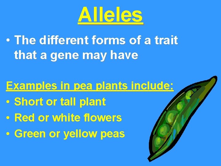 Alleles • The different forms of a trait that a gene may have Examples