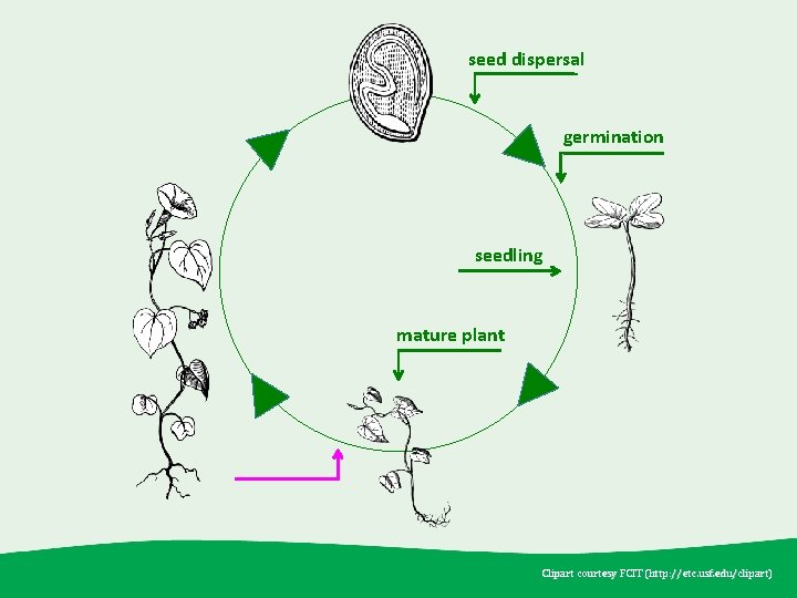 seed dispersal germination seedling mature plant Clipart courtesy FCIT (http: //etc. usf. edu /clipart)