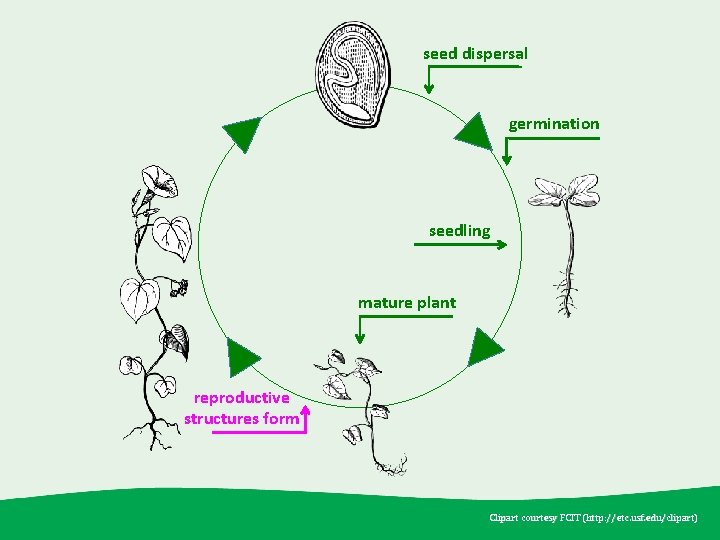 seed dispersal germination seedling mature plant reproductive structures form Clipart courtesy FCIT (http: //etc.