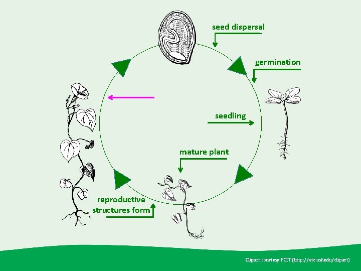 seed dispersal germination seedling mature plant reproductive structures form Clipart courtesy FCIT (http: //etc.