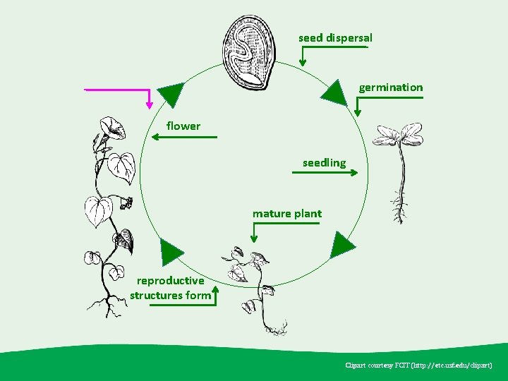 seed dispersal germination flower seedling mature plant reproductive structures form Clipart courtesy FCIT (http: