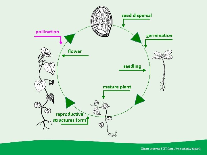 seed dispersal pollination germination flower seedling mature plant reproductive structures form Clipart courtesy FCIT
