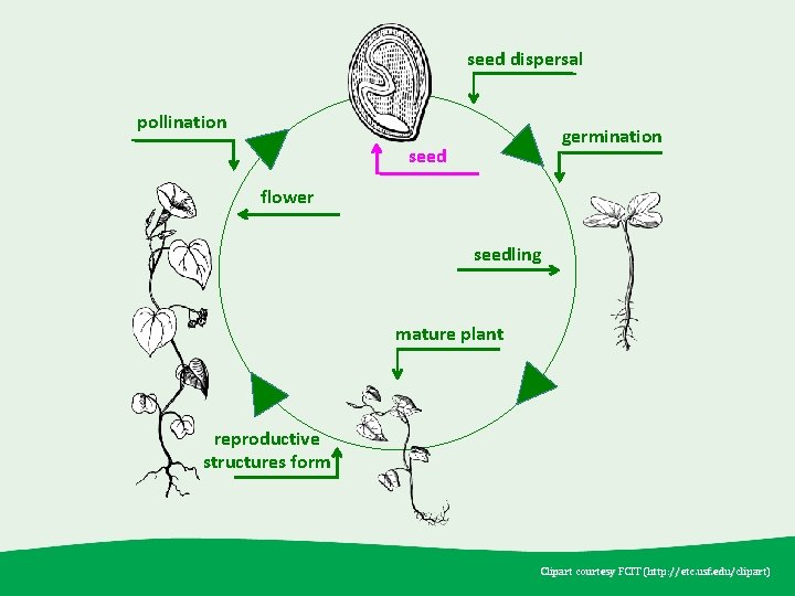seed dispersal pollination germination seed flower seedling mature plant reproductive structures form Clipart courtesy