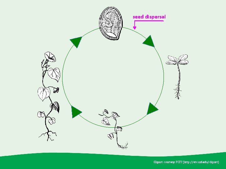 seed dispersal Clipart courtesy FCIT (http: //etc. usf. edu /clipart) (http: //etc. usf. edu/clipart)