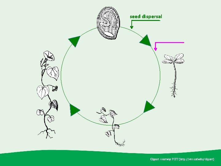 seed dispersal Clipart courtesy FCIT (http: //etc. usf. edu /clipart) (http: //etc. usf. edu/clipart)