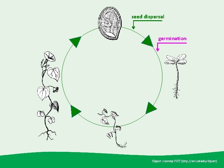 seed dispersal germination Clipart courtesy FCIT (http: //etc. usf. edu /clipart) (http: //etc. usf.
