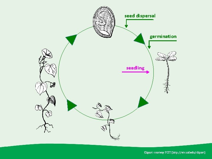 seed dispersal germination seedling Clipart courtesy FCIT (http: //etc. usf. edu /clipart) (http: //etc.